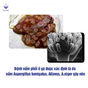 50 benh thuong gap o ga 3