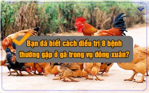 50 benh thuong gap o ga thumb