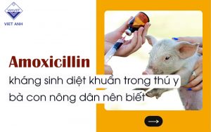 Amoxicillin thumb