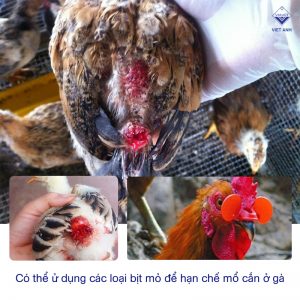 Anh cac benh thuong gap o ga ri ga tre ga trang 1