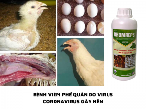 BENH VIEM PHE QUAN DO VIRUS CORONAVIRUS GAY NEN
