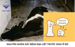 Bai liet truoc sinh o bo 2