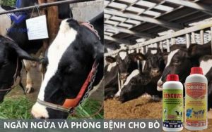 Bai liet truoc sinh o bo 6