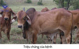 Benh giun dua o bo 3