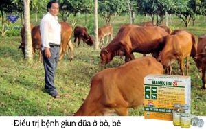 Benh giun dua o bo 4
