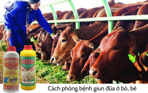 Benh giun dua o bo 5