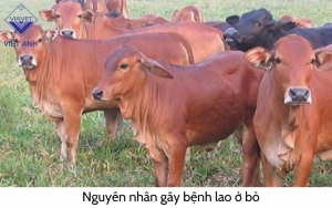 Benh lao o bo 2