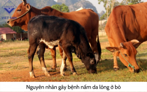 Benh nam da long o bo 2