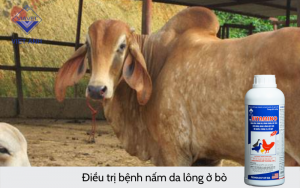 Benh nam da long o bo 4