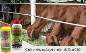 Benh nam da long o bo 5
