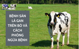 Benh san la gan 1