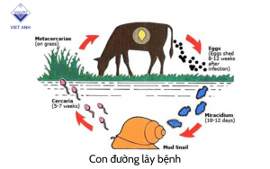 Benh san la gan 3