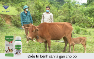 Benh san la gan 6
