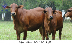 Benh viem phoi 2