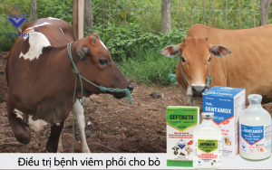 Benh viem phoi 4