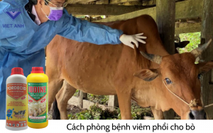 Benh viem phoi 5