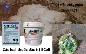 Cac loai thuoc dac tri Ecoli