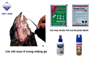 Cac not mun o trong mieng ga