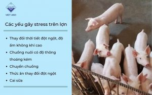 Cac yeu to gay stress tren lon