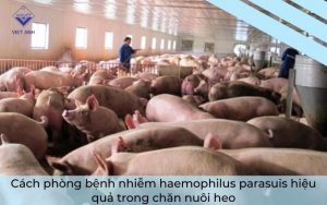 Cach phong benh nhiem haemophilus parasuis hieu qua trong chan nuoi heo