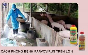 Cach phong parvovirus tren lon