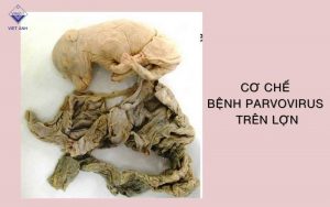 Co che parvovirus tren lon