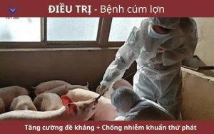 Dac ri benh cum lon