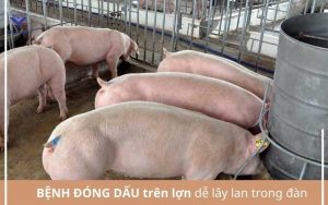 Dich te benh dong dau lon