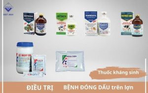 Dieu tri benh dong dau lon