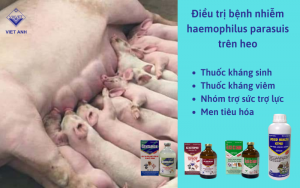 Dieu tri benh nhiem haemophilus parasuis tren heo 1