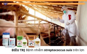Dieu tri benh nhiem streptococcus tren lon