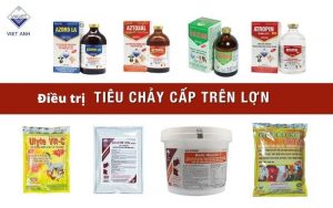 Dieu tri benh tieu chay cap tren lon