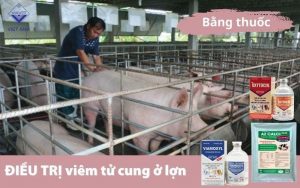Dieu tri viem tu cung