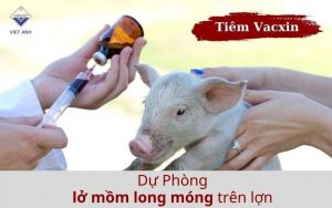 Du phong LMLM lon