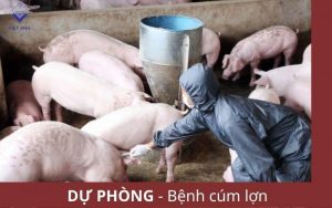 Du phong benh cum lon