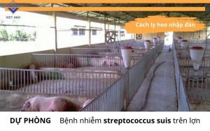 Du phong benh nhiem streptococus suis