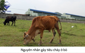 Hoi chung tieu chay 2