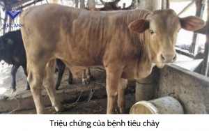 Hoi chung tieu chay 4