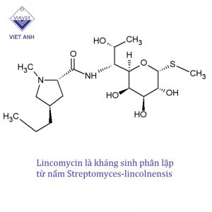 Lincomycin 1