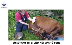 NHUNG THONG TIN HUU ICH NHAT VE BENH LE DANG TRUNG O BO