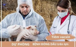 Phong benh dong dau lon