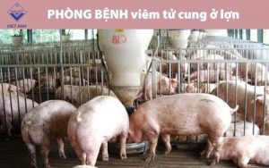 Phong benh viem tu cung