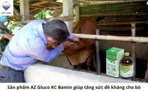 San pham AZ Gluco KC Bamin giup tang suc de khang cho bo 2