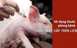 Su dung thuoc phong benh ieu chay cap tren heo