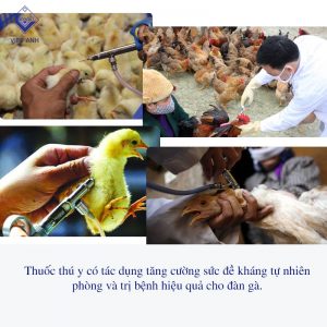 Thuoc thu y cho ga 1
