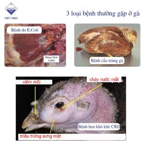 Thuoc thu y cho ga 2