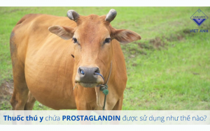 Thuoc thu y chua PROSTAGLANDIN duoc su dung nhu the nao