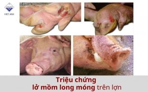 Trieu chung LMLM