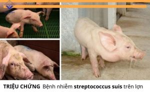Trieu chung benh nhiem streptococcus suis