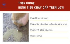 Trieu chung benh tieu chay cap heo